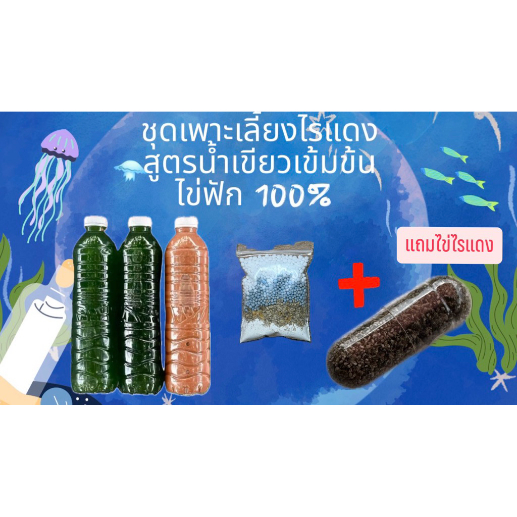 ชุดเพาะเลี้ยงไรแดงแถมไข่ T10 ชุดทำน้ำเขียวสาหร่ายคลอเรลลา ชุดทำน้ำเขียว อามิ ไข่