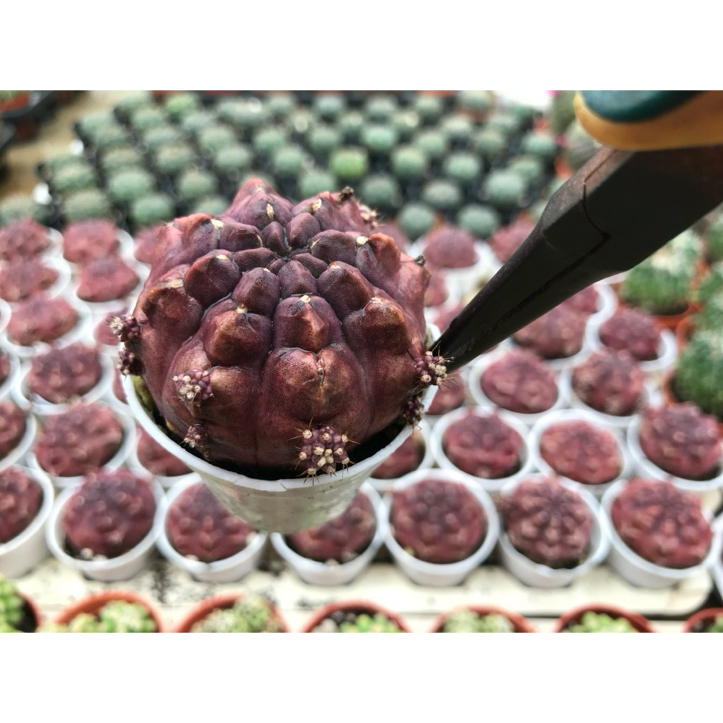 ยิมโน เดย์ดรีม ((( ไม้ชำหน่อ)))