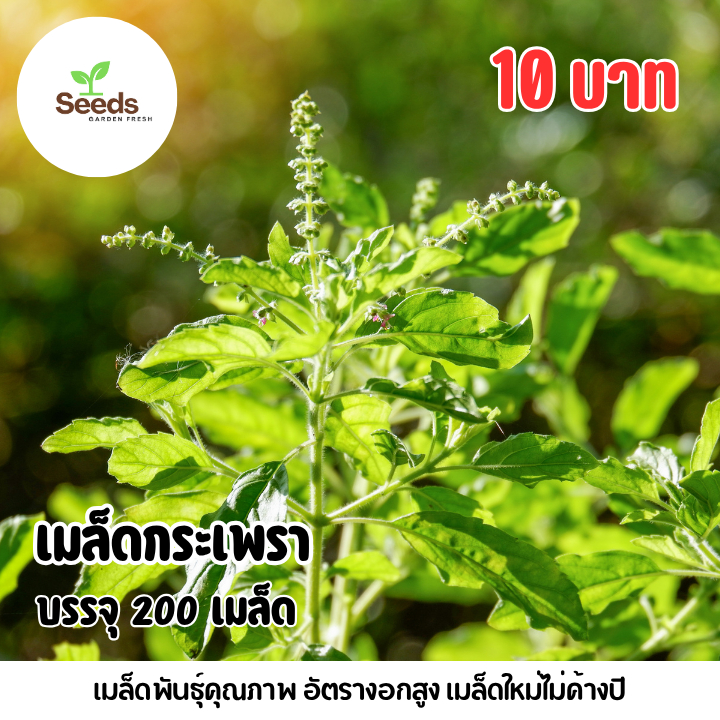 เมล็ดกระเพราเขียว บรรจุ 200 เมล็ด