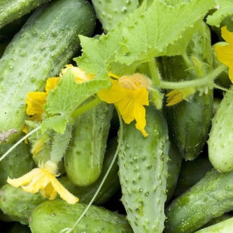 เมล็ดพันธุ์แตงกวา 30เมล็ด ปลูกได้ทั้งปี เมล็ดแตงกวาญี่ปุ่น ปลูกง่าย โตไว Organic Japanese Cucumber Seeds ผักออร์แกนิก