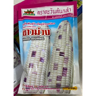 ข้าวโพดข้าวเหนียว ขาวม่วง 500g ตะวันต้นกล้า
