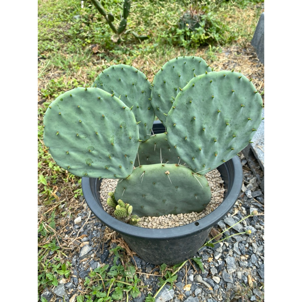 โอพันเทีย โรบัสต้า ไจแอนท์ ไม้ชำหน่อรากกำลังเดิน ⭐️Opuntia robusta 2ต้น