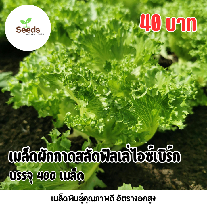 เมล็ดผักกาดสลัดฟิลเล่ บรรจุ 400 เมล็ด