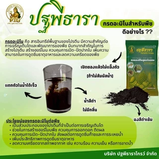คู่หูมหัศจรรย์ปฐพีธาราสูตรดั้งเดิม ซื้อ 2 แถม 1