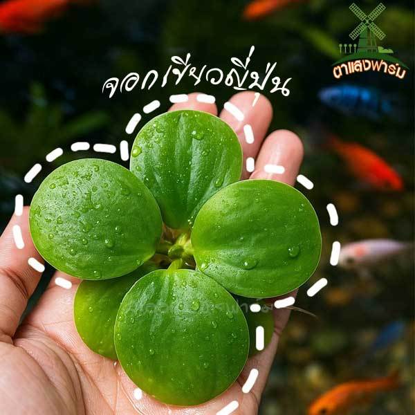 จอกเขียวญี่ปุ่น พืชน้ำตกแต่งอ่างปลาตู้ปลาสวยงาม เป็นที่หลบพักของสัตว์น้ำนาๆชนิดบำบัดน้ำให้ใส