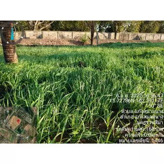 เมล็ดหญ้านวลน้อย 100 กรัม แถมฟรีปุ๋ย เร่งราก เร่งโต เข้มข้น ปลูกได้ 25-50 ตรม พร้อมส่ง