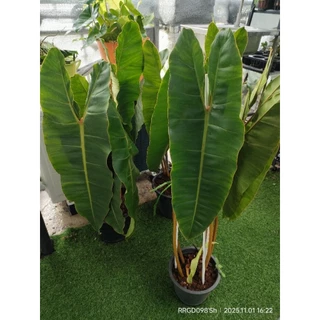 ฟิโลก้านส้ม #Philodendron billietia #