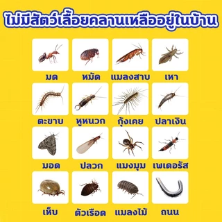 100ปีไม่มีปลวก ยาฆ่าปลวก กำจัดได้ทุกสายพันธุ์ กำจัดปลวก กำจัด+ป้องกัน ยาปลวก ทำลายรังได้อย่างสิ้นซาก น้ํายาปลวก ฉีดปลวก