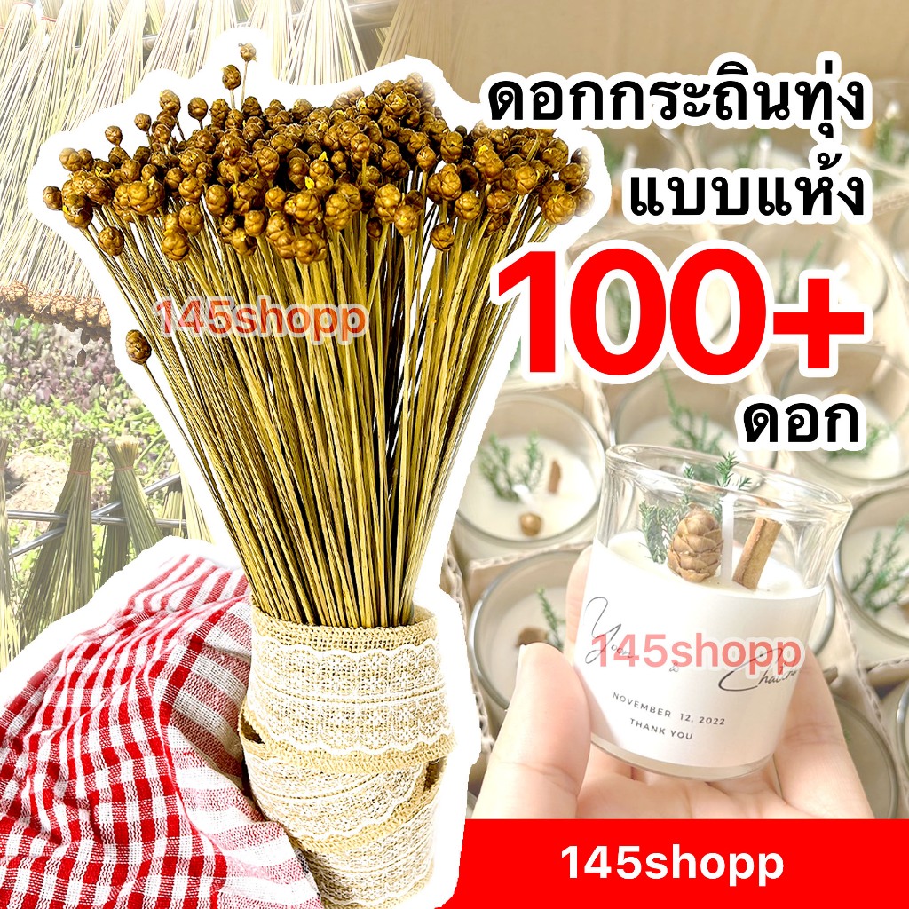 145shopp ✿ ดอกกระถินทุ่งแห้ง มัดใหญ่ ได้ 100+ดอก ดอกไม้เเห้ง ดอกหญ้าแห้ง ใช้ตกแต่งเทียนหอม ทำของขวัญ หรือพร้อพถ่ายรูป