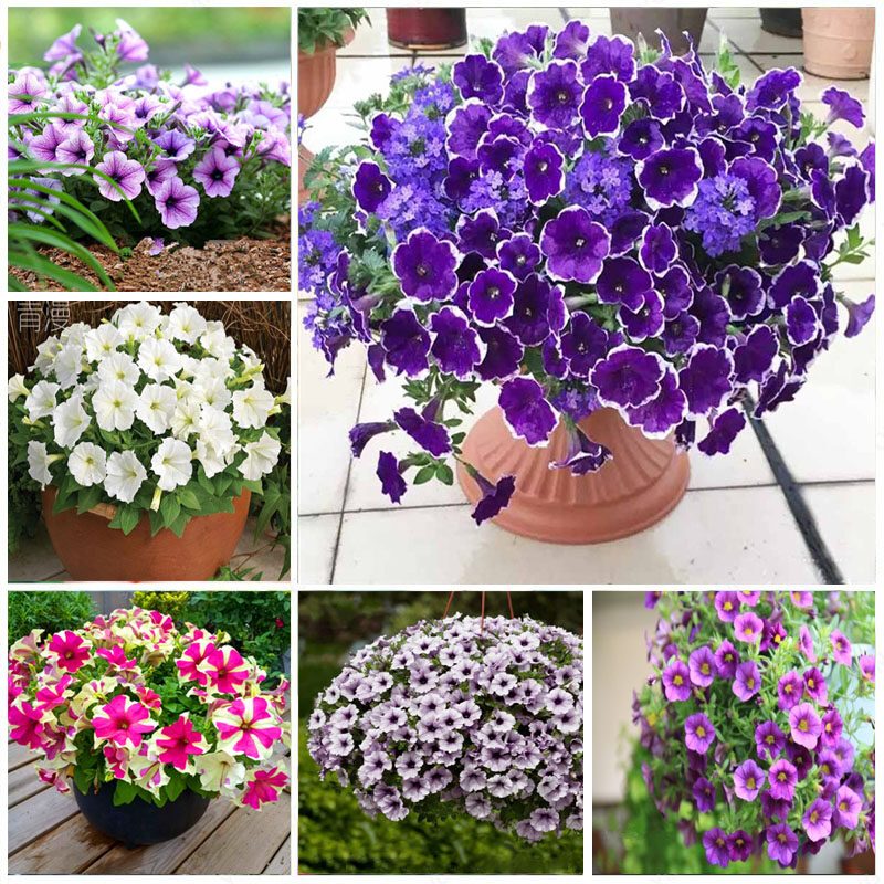 เมล็ดพันธุ์ ดอกพิทูเนีย เตี้ย คละสี 100เมล็ด Mixed Dwarf Petunia Flower Seed เมล็ดพันธุ์แท้100% นำเข้าจากต่างประเทศ ปลูก – โปรปัง