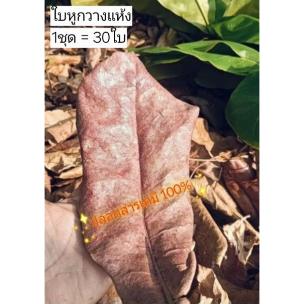 JK CURTAIN TMใบหูกวางแห้ง แห้งตามธรรมชาติออร์แกนิค ใช้สำหรับหมักน้ำของปลากัดเร่งสีปลาสกัด(คละขนาด1แพค=30ใบ