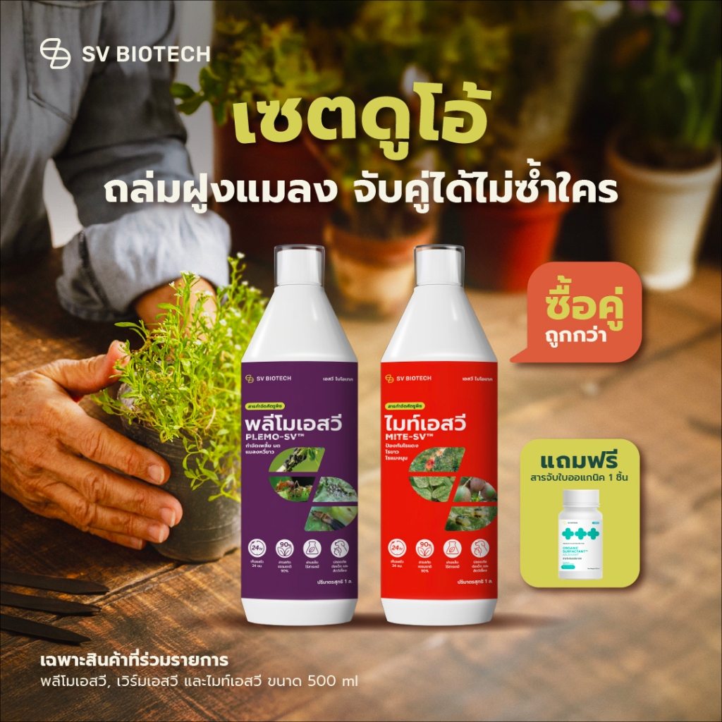 [ເລືອກຈັບຄູ່ໄດ້ ແຖມ ສານຈັບໃບ 100 ມລ] SV Duo ກຳຈັດແມງຝູງ 500 ມລ ກຳຈັດເພັຽຍ/ໄຮແດງ/ໜອນ