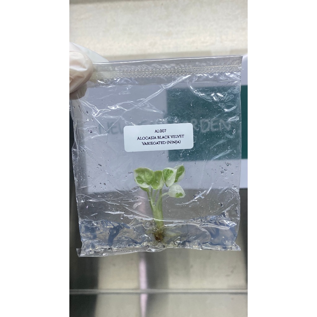 ไม้เนื้อเยื่อ: อโลคาเซียแบล็คเวลเวทนินจา: (AL007) Alocasia Black Velvet Variegated (Ninja) Tissue Culture (1 plant/bag)