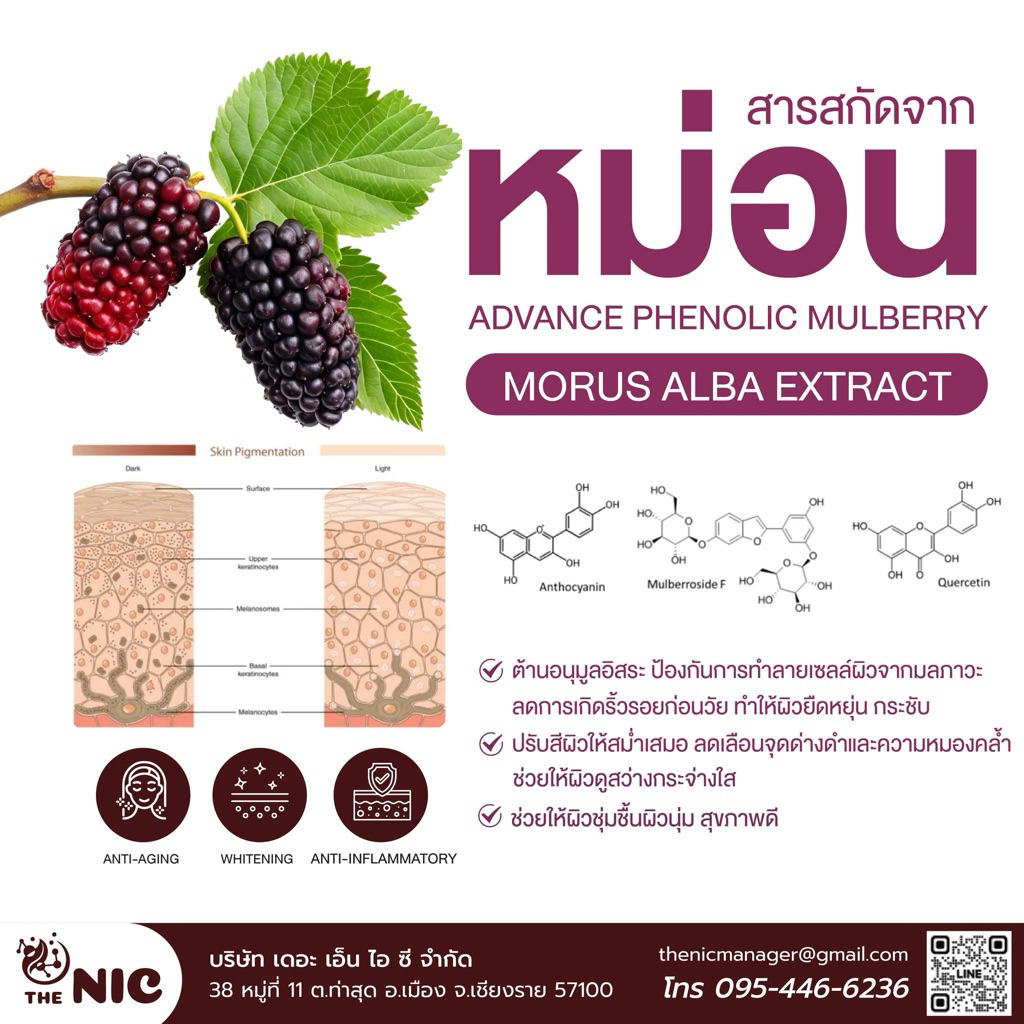 สารสกัดหม่อนเข้มข้น mulberry extract
