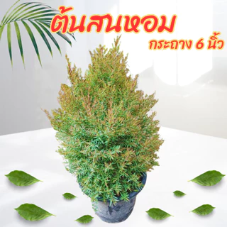 ต้นสนหอม สนหอมยอดแดง กระถาง 6 นิ้ว ไม้ประดับ จัดสวน