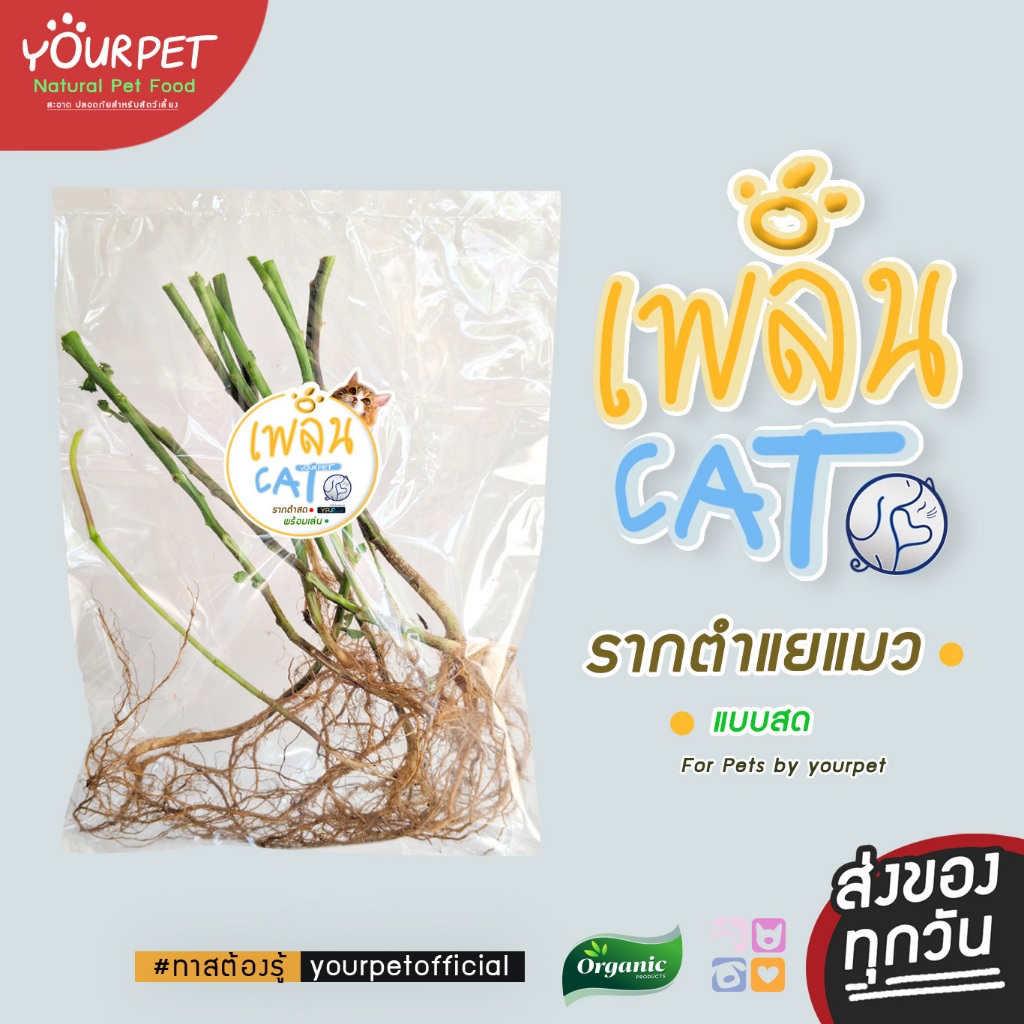 ตำแยแมวสด คัดราก  ( พิเศษ 20 ต้น )  รากตำแยแมว ของเล่นแมวชอบ
