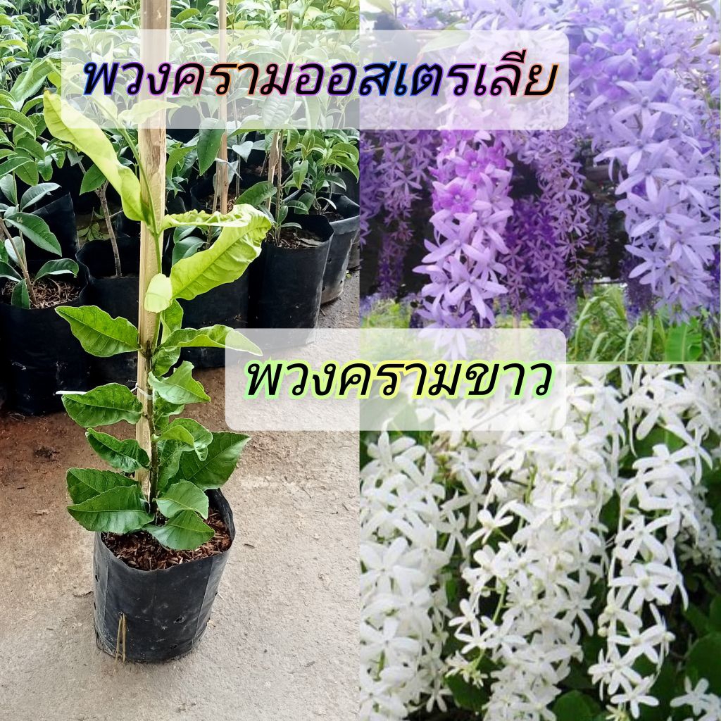 ต้นพวงครามออสเตรเลียม่วง/พวงครามขาว✅แบบปักชำกิ่งถุง 6 นิ้ว🌸ไม้ประดับยอดฮิตให้ดอกตลอดปี✅