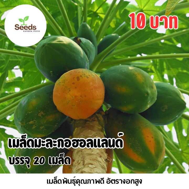 เมล็ดมะละกอฮอลเเลนด์ 10 เมล็ด