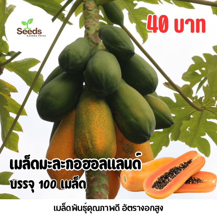 เมล็ดมะละกอฮอลแลนด์ บรรจุ 100 เมล็ด