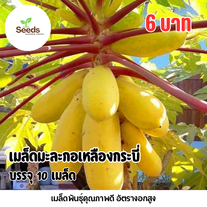 เมล็ดมะละกอเหลืองกระบี่ บรรจุ 10 เมล็ด