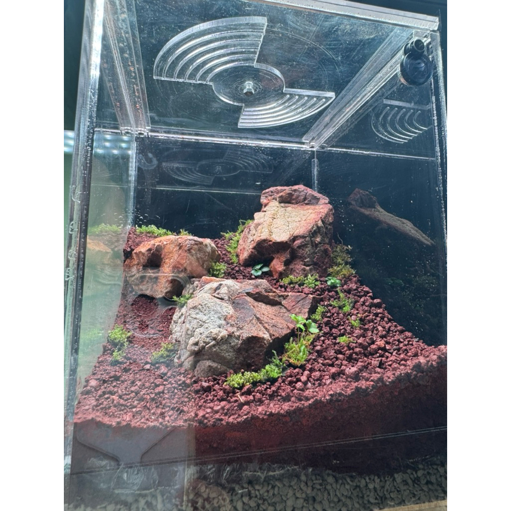 natural formicarium 20B (war zone series)