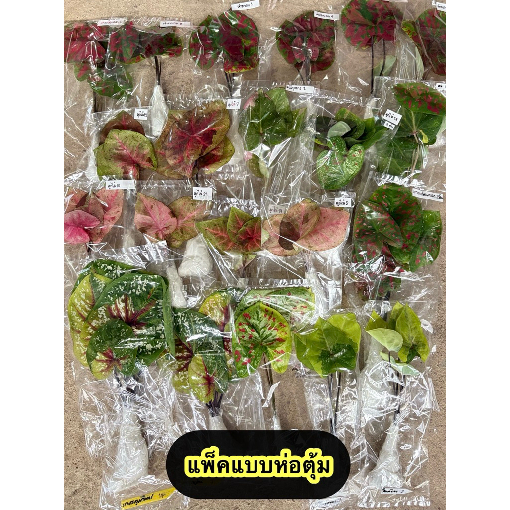 บอนสี แบบล้างรากห่อตุ้ม ราคาถูก เริ่มต้น 10 บาท🪴