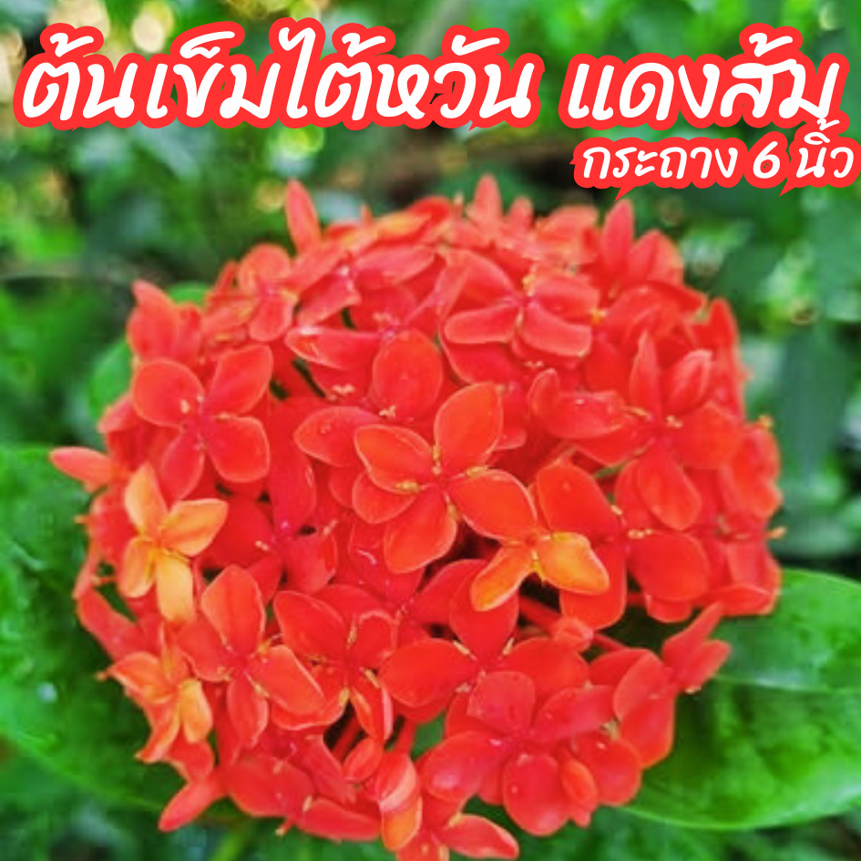 ต้นเข็มไต้หวันดอกสีแดง แดงอมส้ม (เข็มพัทยา) กระถาง 6 นิ้ว ออกดอกตลอดทั้งปี ดอกทนไม่ร่วงง่าย