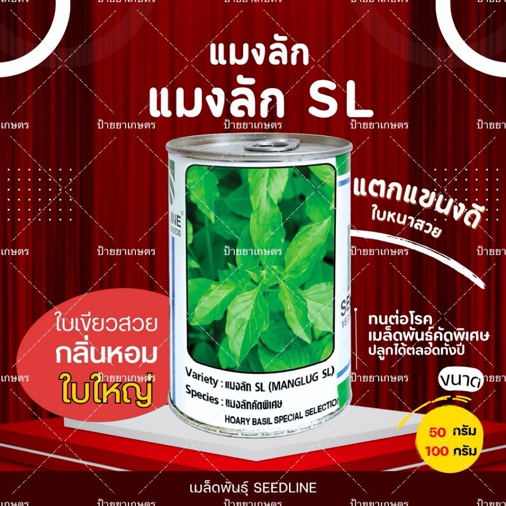 เมล็ดแมงลัก ใบใหญ่ หอมแรง พืชผักสวนครัว ผักใบ แมงลักSL ขนาด 50 กรัม ตราซีดไลน์