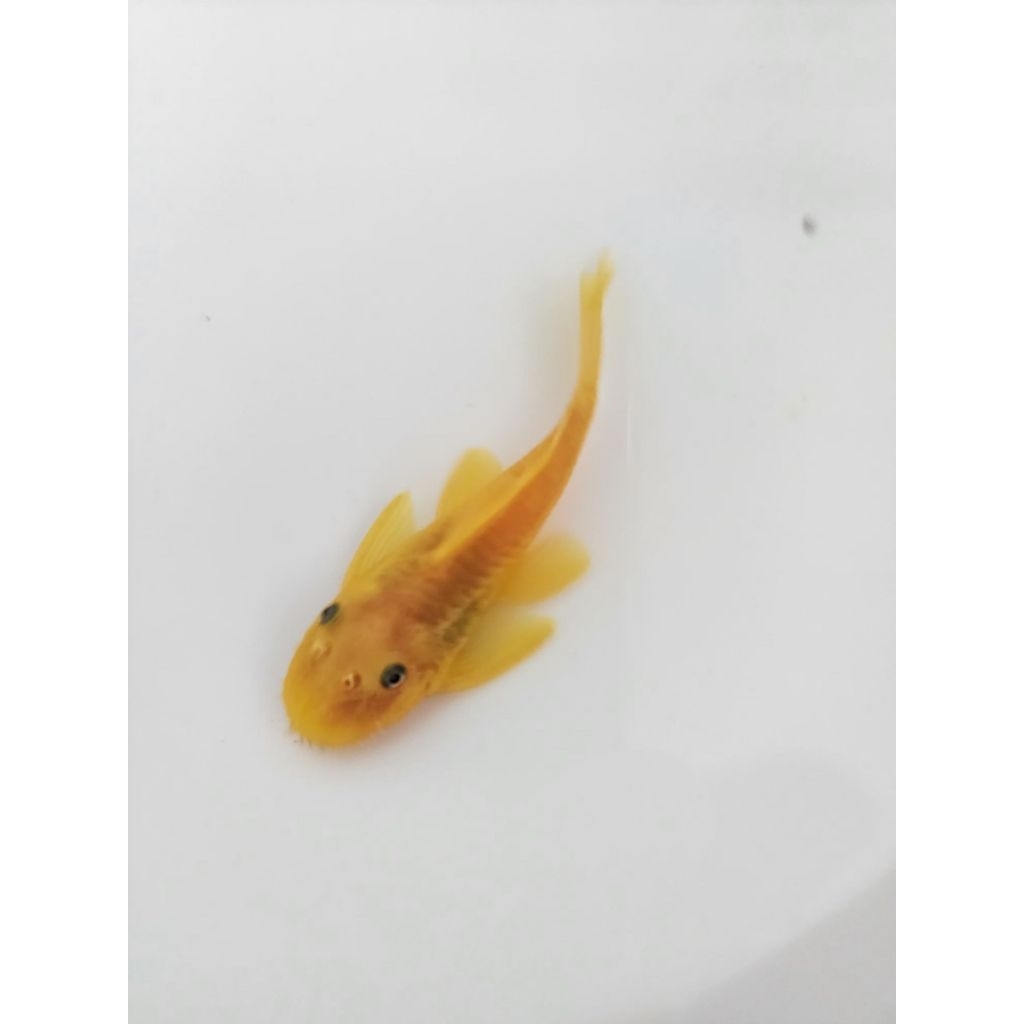 [จัดส่ง2-3วัน]อาหารปลาซัคเกอร์L144 Blue eye2.5นิ้วตัวผู้