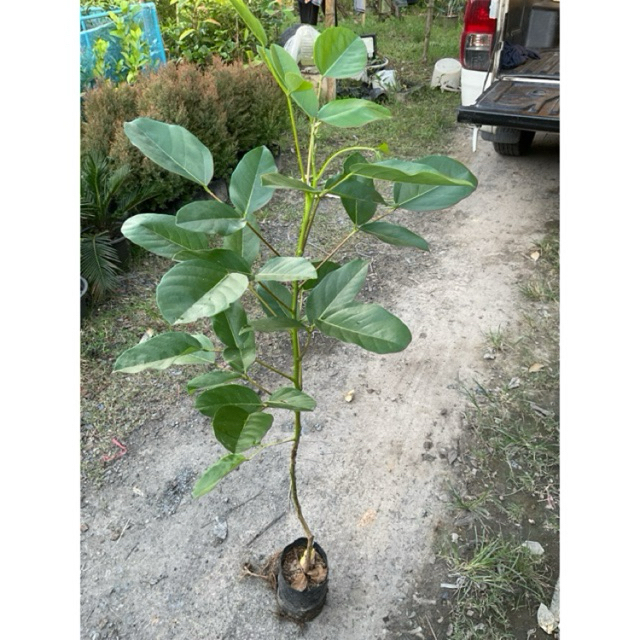 ต้นทองหลางน้ำ ต้นทองหลาง ความสูง (80-100cm)
