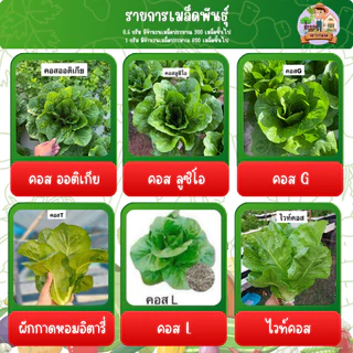 เมล็ดผัก ปลูกแบบไฮโดรโปรนิกส์ โตเร็วแข็งแรง ขนาด 1 กรัม
