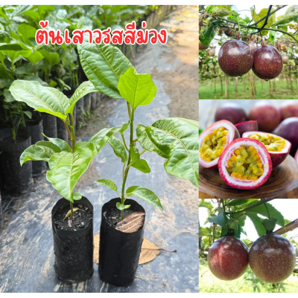 ต้นเสาวรสสีม่วง ชุด4ต้น80บาท ต้นพร้อมปลูก พร้อมส่ง