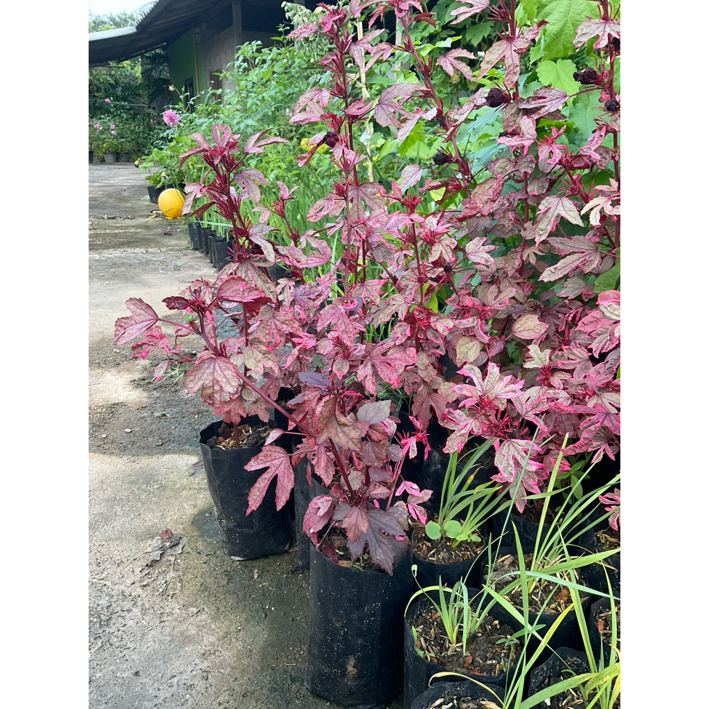 ชบาเมเปิ้ลด่างชมพู ต้นชำสูง30-40เซนติเมตรพร้อมปลูก