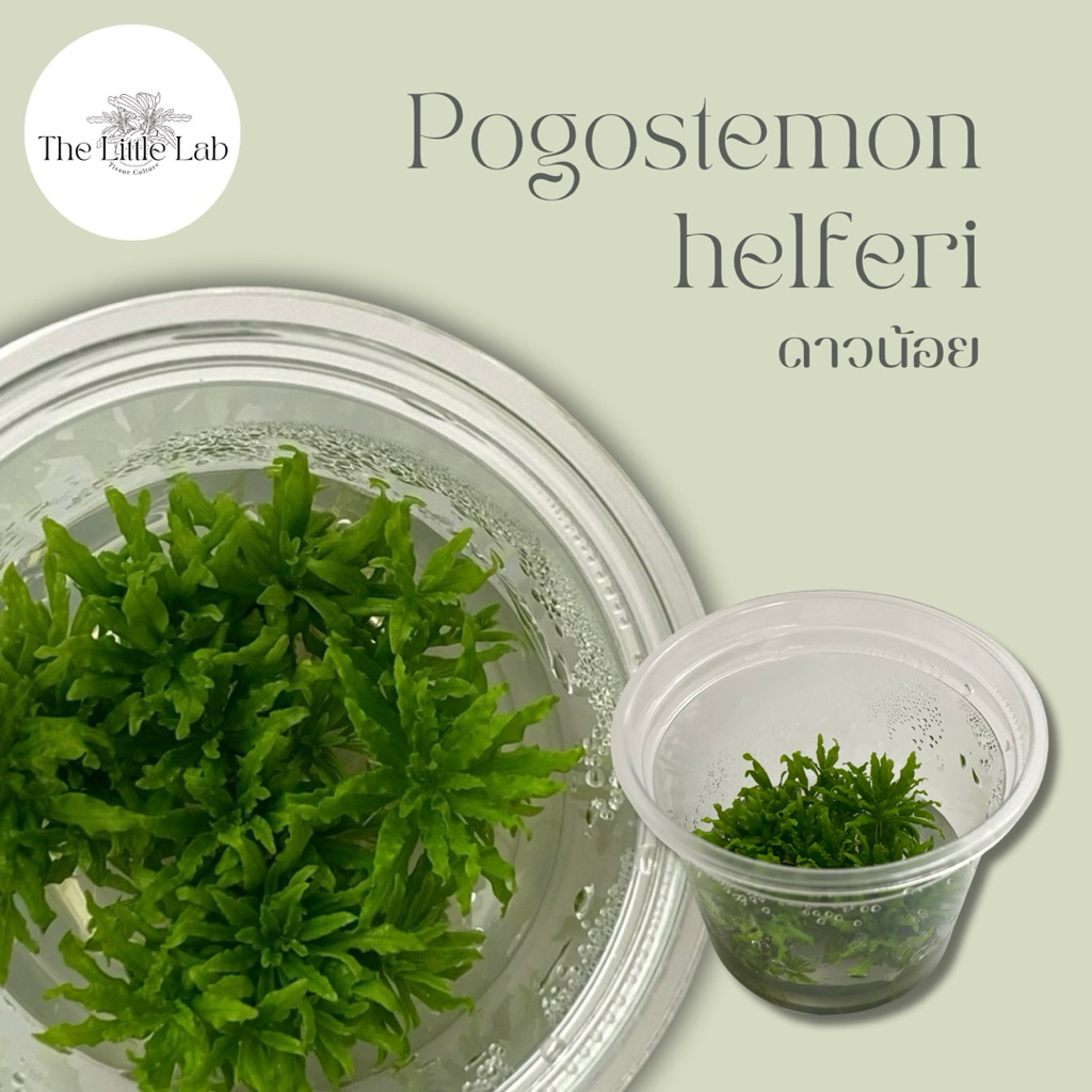 Pogostemon helferi 'ดาวน้อย' ไม้น้ำ ไม้น้ำเนื้อเยื่อ