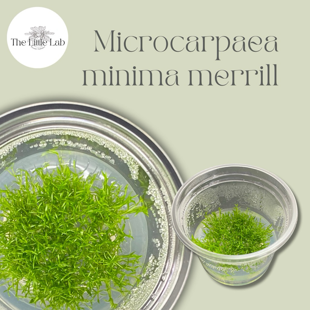 Microcarpaea minima merrill – มินิม่า 🌿 ไม้น้ำเนื้อเยื่อ ไม้ปูพื้นตู้ไม้น้ำ