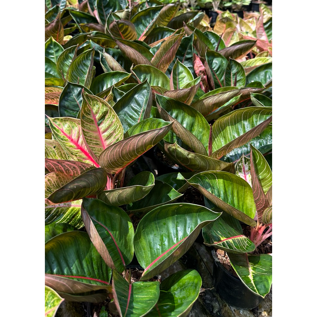อโกลนีม่ามูนไลท์เขียว