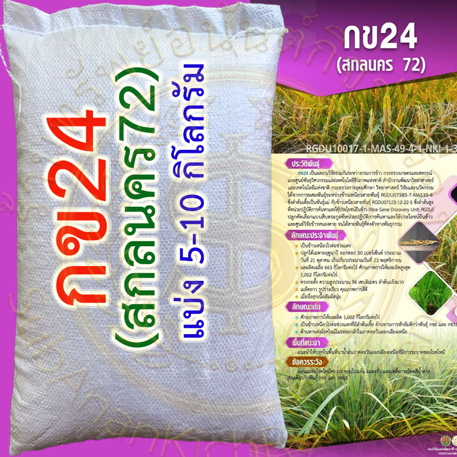 เมล็ดพันธุ์ข้าว กข24 (สกลนคร 72) ขนาดบรรจุ 5-10 กิโลกรัม