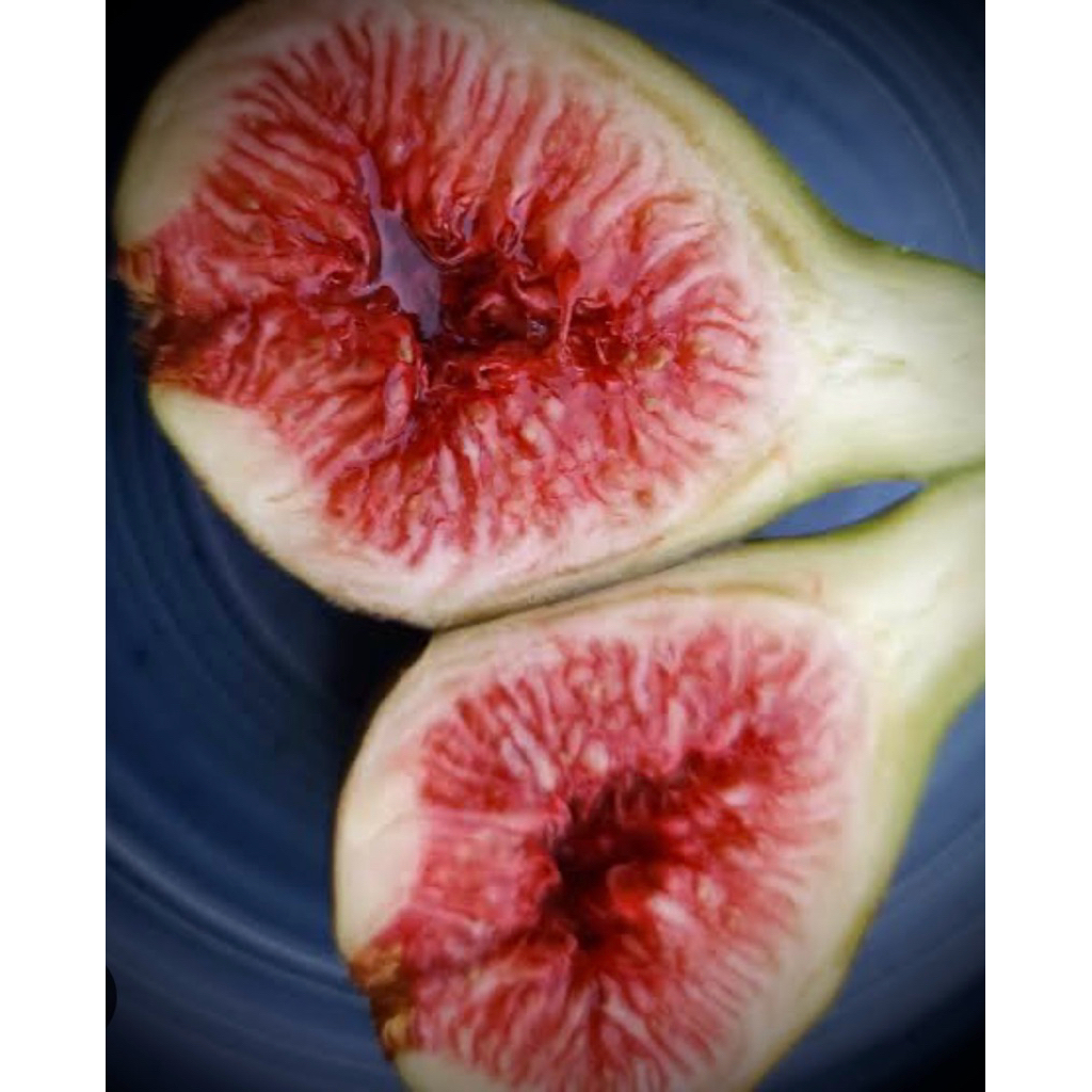 Italian 258 / I-258 fig ต้นพันธุ์ มะเดื่อฝรั่ง I-258 ผลสีดำแดง ไส้ในสีแดง รสหชาติเนื้อแยมหวานติดเบอร