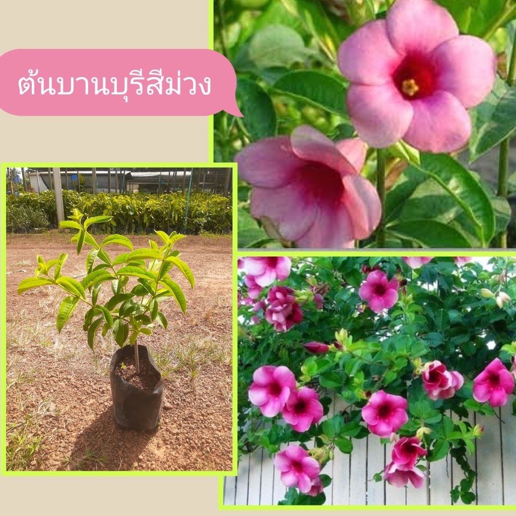 ต้นบานบุรีสีม่วง ต้นสูง30-50ซม.