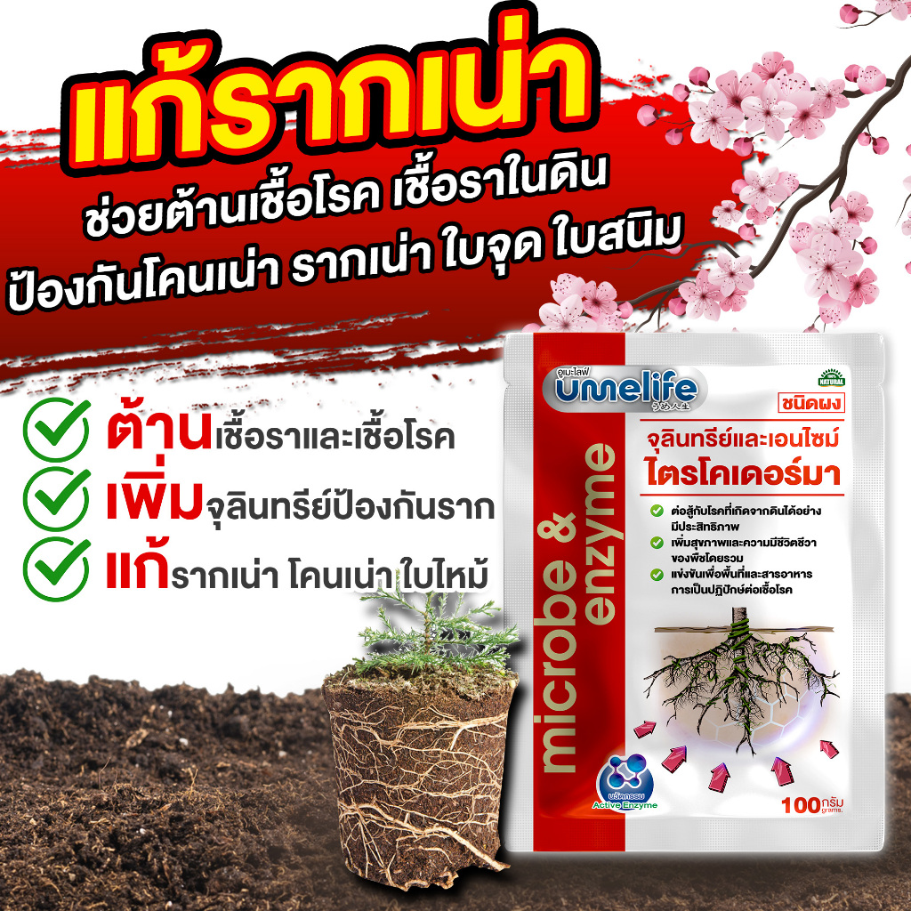 จุลินทรีย์ป้องกันรากเน่า โคนเน่า เชื้อราในดิน ป้องกันเชื้อโรคในดิน อูเมะไลฟ์ ไตรโคเดอร์มา 100 กรัม