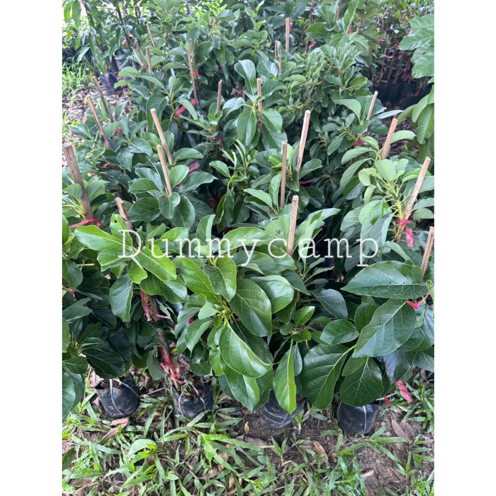 ต้นอะโวคาโด ปีเตอร์สัน ทาบกิ่ง สูง50-60ซม พร้อมปลูก - รูปที่ 3