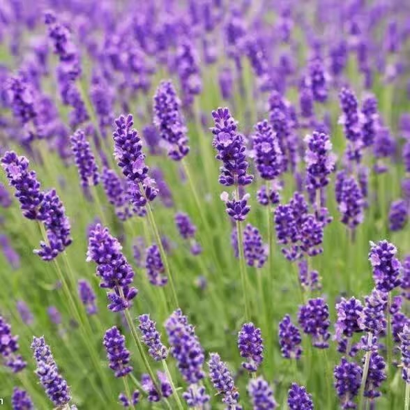 600 เมล็ด ดอกไม้ ลาเวนเดอร์ สายพันธุ์อังกฤษ ปลูกได้ทุกที่ในไทย ทั้งสวยทั้งหอม Lavandula Lavender Seeds สายพันธุ์ Lavende - รูปที่ 6