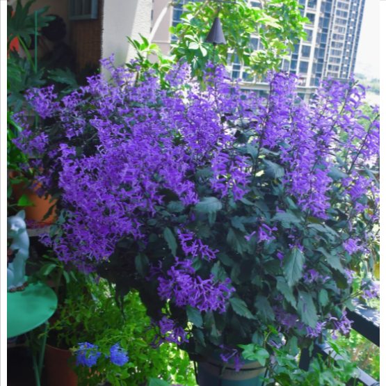 600 เมล็ด ดอกไม้ ลาเวนเดอร์ สายพันธุ์อังกฤษ ปลูกได้ทุกที่ในไทย ทั้งสวยทั้งหอม Lavandula Lavender Seeds สายพันธุ์ Lavende - รูปที่ 2