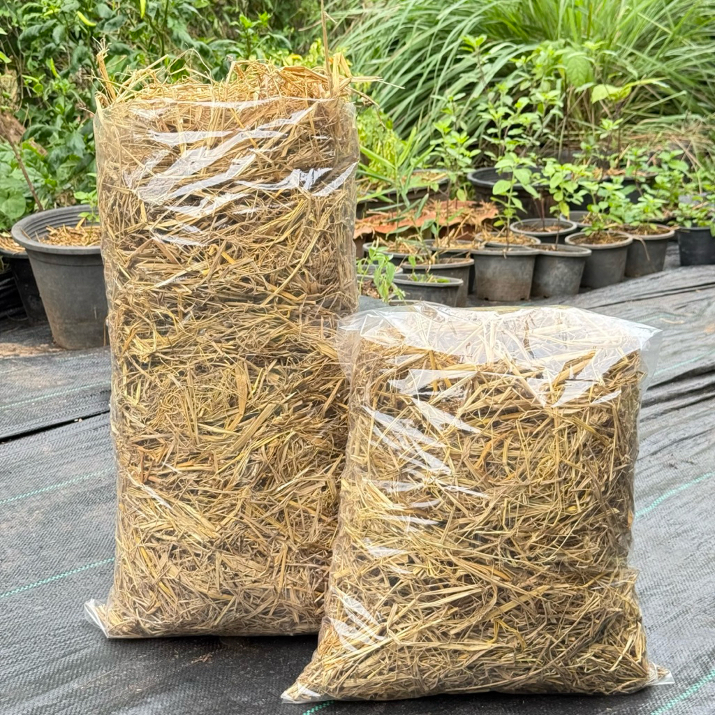 ฟางข้าว ฟางแห้ง 500g 1กิโลกรัม