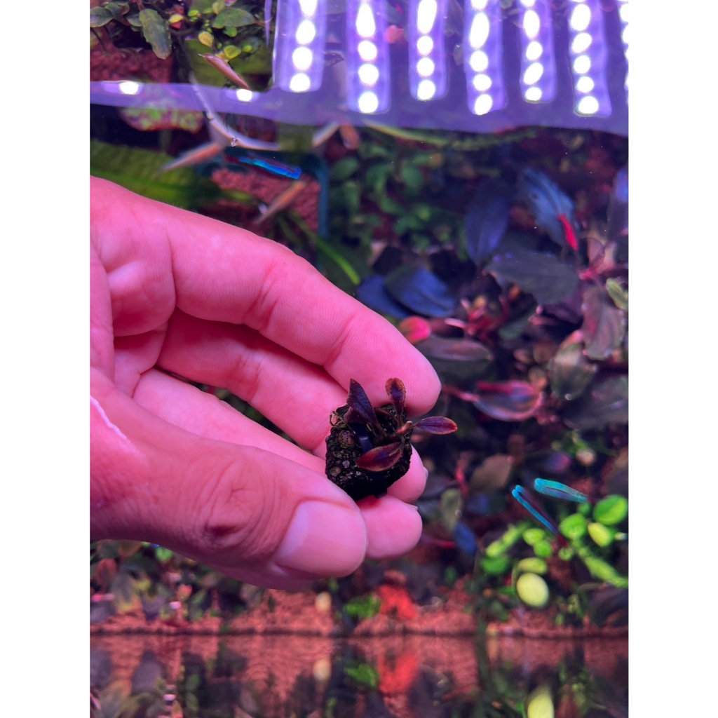 บูเซป Bucephalandra Brownie Ghost 2011-2012 (Very Very Rare) ต้นป่า สีเข้มกว่า ม่วงแดงสะใจ ตัวนิยม ใบน้ำ 100% ครับ