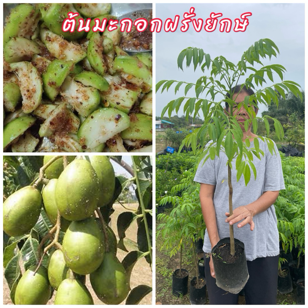 ต้นมะกอกฝรั่งยักษ์ต้นเตี้ย ติดผลตกต้นพันธุ์แข็งแรงพร้อมปลูก
