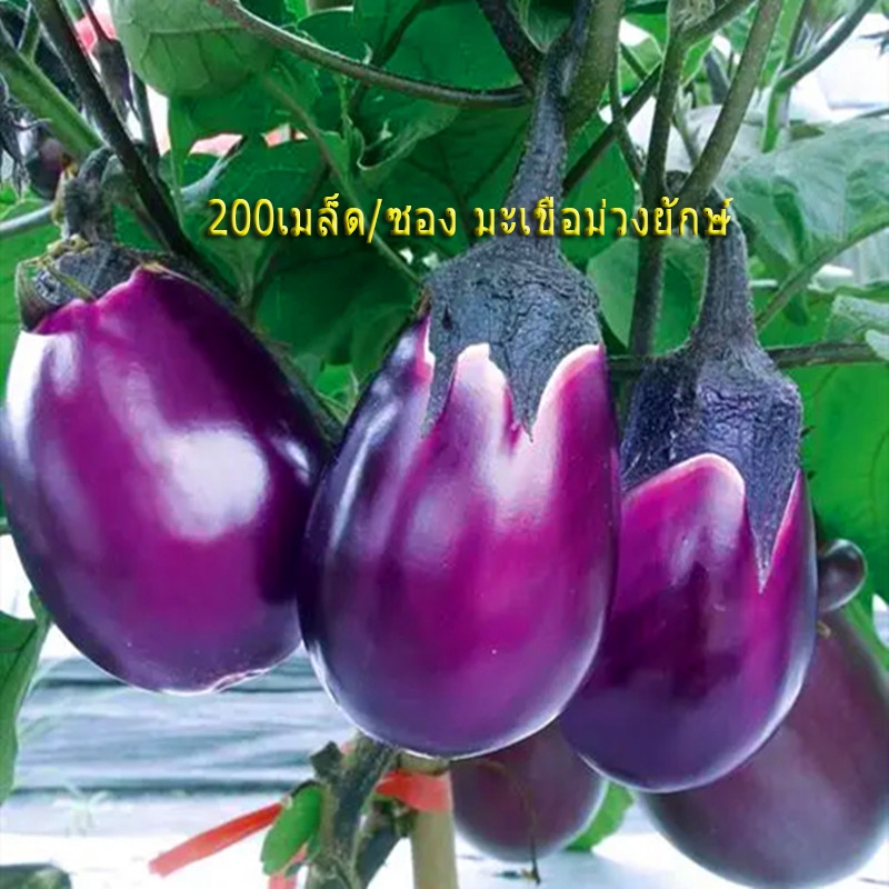 เมล็ดพันธุ์ 200เมล็ด/ซอง มะเขือม่วงยักษ์ เมล็ดพันธุ์ High Yield Oval Purple Eggplant Seeds Giant Egg