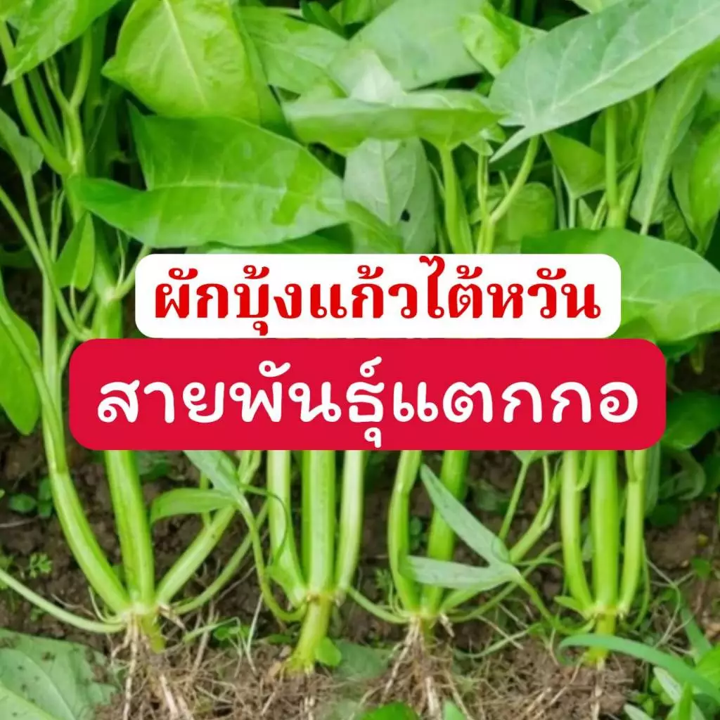 ผักบุ้งแก้วแตกกอ ถูกที่สุด10บ.