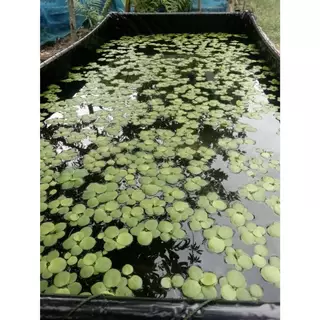 จอกเขียวญี่ปุ่น พืชน้ำตกแต่งอ่างปลาตู้ปลาสวยงาม เป็นที่หลบพักของสัตว์น้ำนาๆชนิดบำบัดน้ำให้ใส