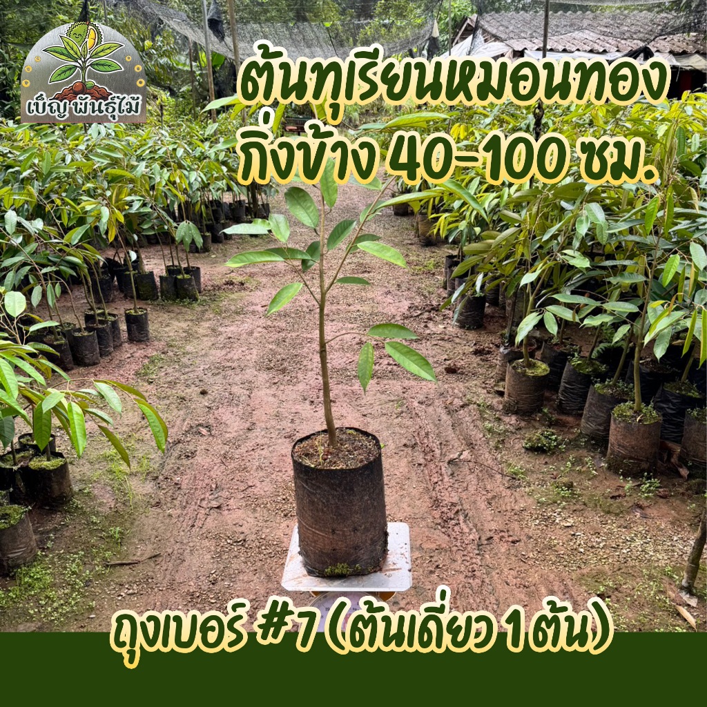 ( พร้อมส่ง ) เซ็ต 5 ต้น ต้นทุเรียนหมอนทอง กิ่งกระโดง ถุงเบอร์ #7 สูง 40 -100 CM